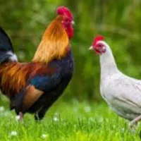 مرغ خروس برای خون کردن