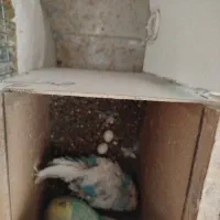 مرغ عشق هلندی گریدAمولدروتخم جواب داده خوش رنگ|پرنده|ساوه, |دیوار