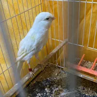 قناری نر مست مست