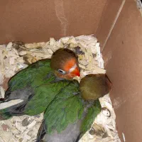 کوتوله .کوتوله سرلاکی