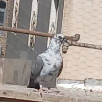 ۲عدد کبوتر فروشی دونه ۳۰۰