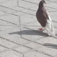 کفتر|پرنده|مرودشت, تامین اجتماعی‎|دیوار