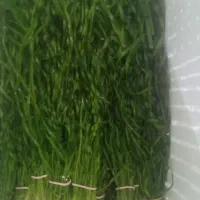 برگ کاتاپا جادویی|گل و گیاه طبیعی|شیراز, وصال|دیوار