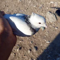 کفتر|پرنده|لالی, |دیوار