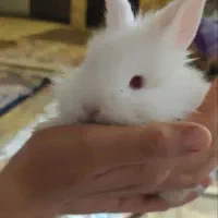 خرگوش اماه لپ نا،