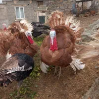 بوقلمون محلی