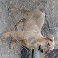 واگذاری توله سگ