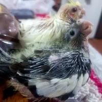 جوجه عروس .هلندی .ده روزه سرلاکی لوتینو