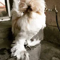 مرغ سلطان آذری|حیوانات مزرعه|تبریز, |دیوار