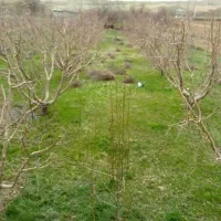 هرس کار درختان سیب و..