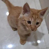 واگذاری رایگان گربه ۴ ماهه