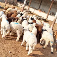 ۳۱عدد بره نروماده درجه یک     ،گوسفند