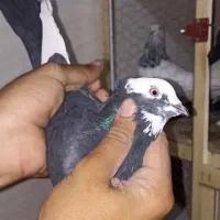 کاشانی پرشی|پرنده|مسجد سلیمان, |دیوار