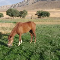 اسب