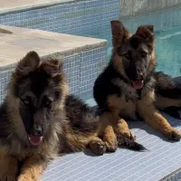 توله ژرمن شولاین موبلند موکوتاه فوری سگ های باهوش