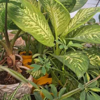 انواع گیاهان با پایین ترین قیمت قم هدیه روز مادر|گل و گیاه طبیعی|قنوات, |دیوار