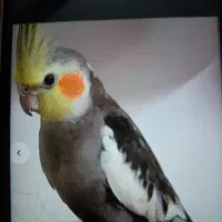 گم شدن عروس هلندی خانواده