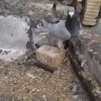 پرنده|حراج|فسا, |دیوار