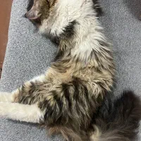 واگذاری گربه