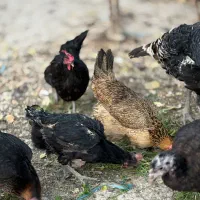 مرغ محلی|حیوانات مزرعه|شهریار, شهرک امیریه|دیوار