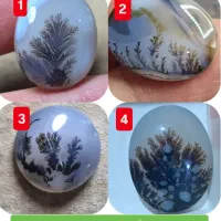 شجر های واضح