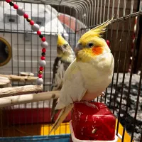 عروس هلندی جفت