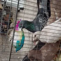 کفتر پلاکی کوهی و بهبانی