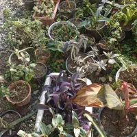 گلای حیاط و تراس