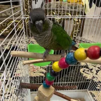 طوطی گرینچیک نر رام خیلی باهوش|پرنده|جویبار, |دیوار