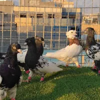 کفتر رنگه پرشی|پرنده|کاشمر, |دیوار
