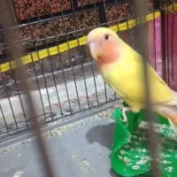 کوتوله برزیلی|پرنده|جهرم, |دیوار