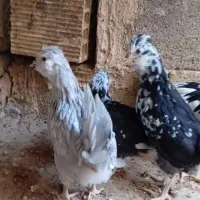 گلین|حیوانات مزرعه|شهرضا, |دیوار