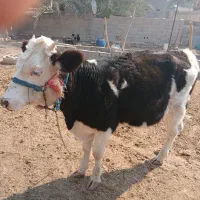 گوساله سمینتال