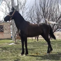 اسب|اسب و تجهیزات اسب‌سواری|بستان آباد, |دیوار