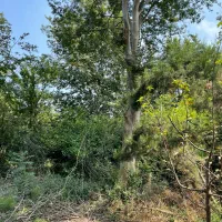 کدسوزن/۸۴۵مترخونه باغ بر آسفالت امتیازات کامل|فروش خانه و ویلا|کوچصفهان, |دیوار