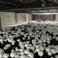 تجهیز، راه اندازی ،مشاوره صفرتاصد حضوری پرورش قارچ