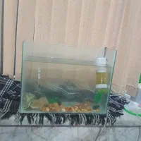 آکواریوم ماهی پمپ هوا تصفیه آکواریوم