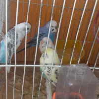 مرغ عشق|پرنده|بروجن, |دیوار