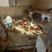 فروش خروس محلی