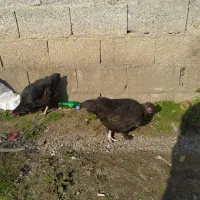 مرغ و خروس محلی|حیوانات مزرعه|رشت, تازه آباد|دیوار