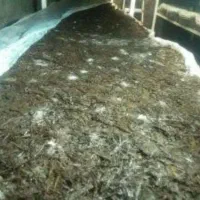 فروش کمپوست قارچ جهت کود باغی