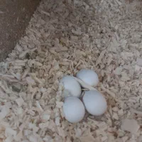 دو جفت عروس هلندی مولد|پرنده|محمدشهر, کوی بهار|دیوار