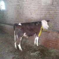 گوساله ی سمینتال اصل