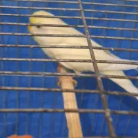 مرغ عشق نر هلندی مست اماده|پرنده|ایرانشهر, |دیوار