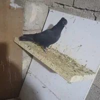 کبوتر|پرنده|مسجد سلیمان, |دیوار