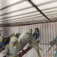 مرغ عشق