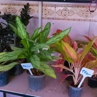 گل های آپارتمانی ( بار جدید رسید)|گل و گیاه طبیعی|ملایر, |دیوار