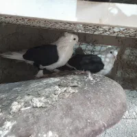 کبوتر بوشهری اصل