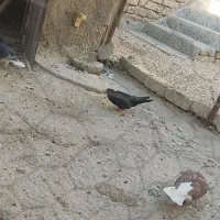 کبوتر|پرنده|سیدان, |دیوار