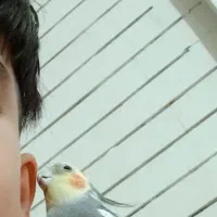 عروس هلندی نر رام|پرنده|سنقر, |دیوار